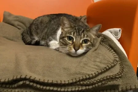 Een kat ligt op een dekentje